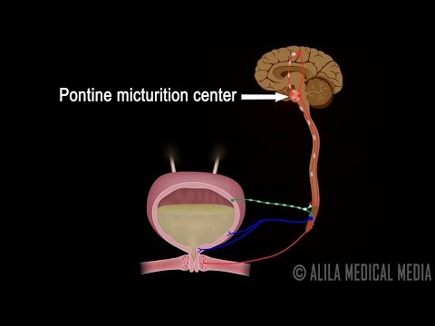 Micturition Reflex - Neural Control of Urination Animation Video.