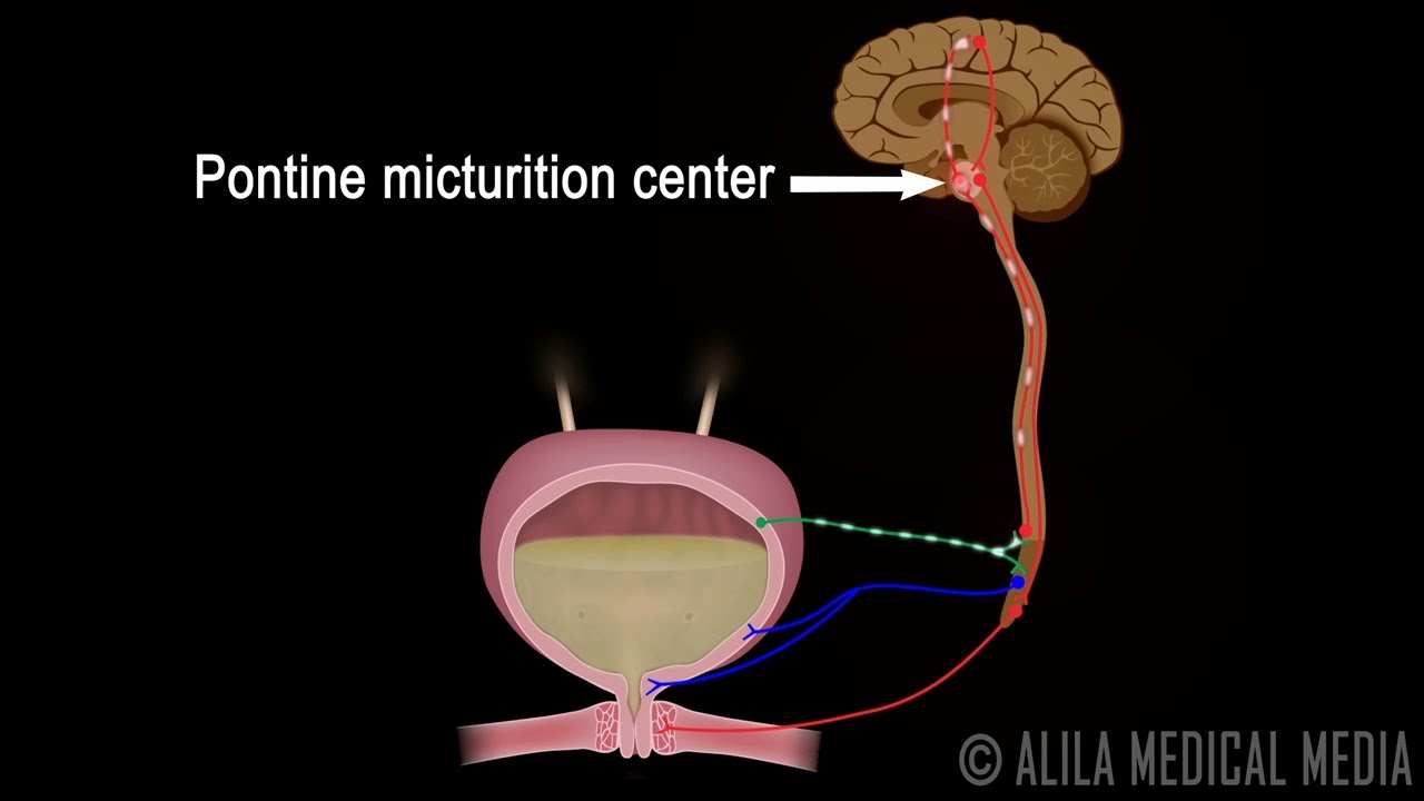 Micturition Reflex - Neural Control of Urination Animation Video. - YouTube