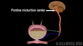 Micturition Reflex - Neural Control of Urination Animation Video.