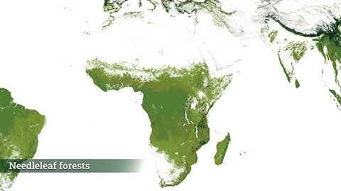 The World’s Forests Mapped