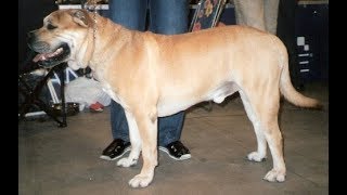 Majorca Mastiff by PetsLand 3,504 views 4 years ago 8 minutes, 26 seconds