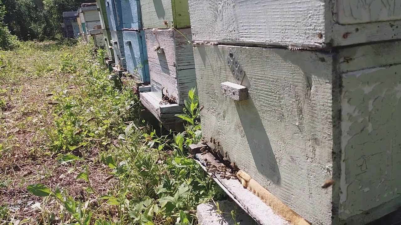 Prima zi de cules la salcam 9 05 2020