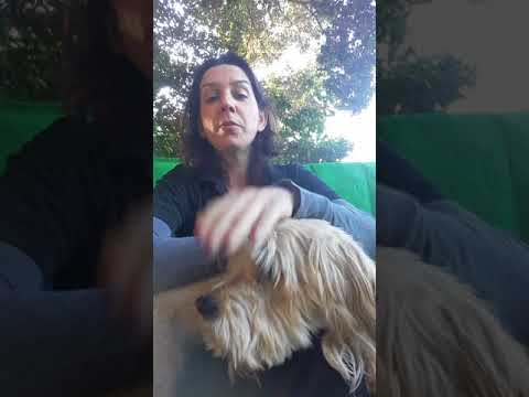 טיפ חשוב בטיפול נגד פרעושים וקרציות