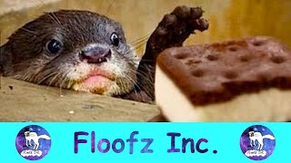Funny Otter Moments! by Floofz Inc. 211 views 2 years ago 9 minutes, 1 second