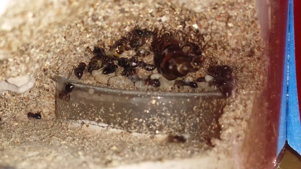 Honey pot ants doing their thing YouTube