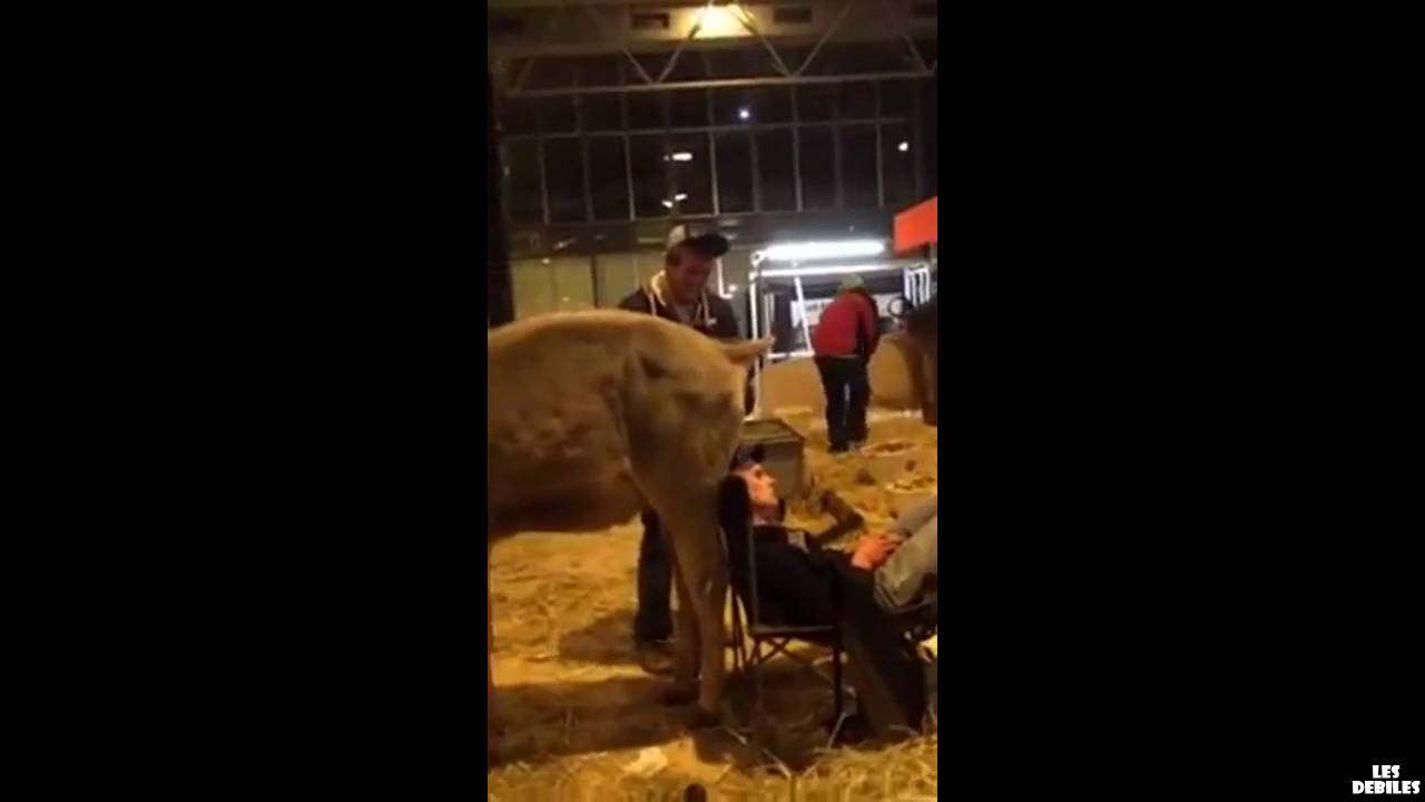 Un mec soul se fais chier dessus par une vache YouTube