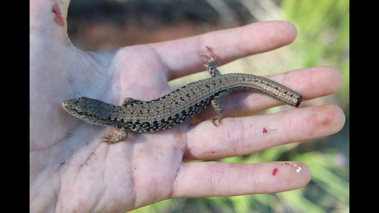 amphibians nedir Reptiles of Southeastern BC - lilotv24