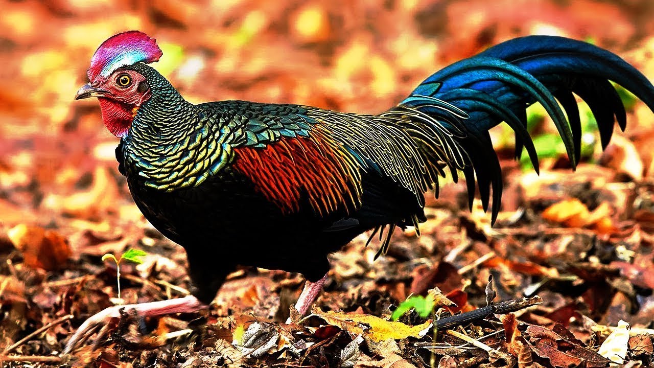 Top 10 Most Beautiful Chicken Breeds YouTube