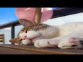 Gatos Graciosos - Videos de Risa de Gatos Chistosos # 81