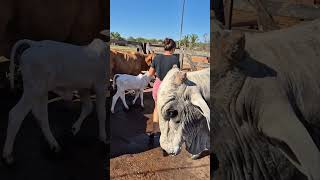 Daily Life at the Cattle Farm | Walking Among Beautiful Cows #villagelife #cow #cowgirl #rurallife