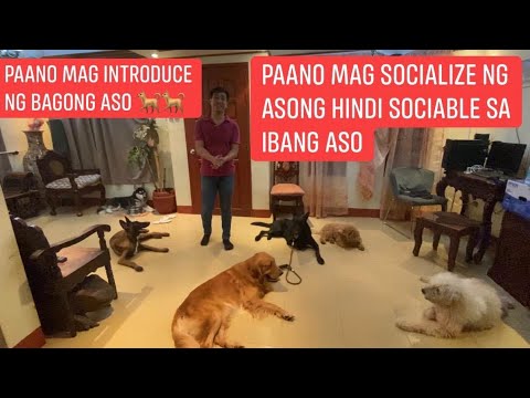 Video: Pag-aayos' Ng Iyong Aso: Ito Ay Isang Aso, Hindi Isang Dent