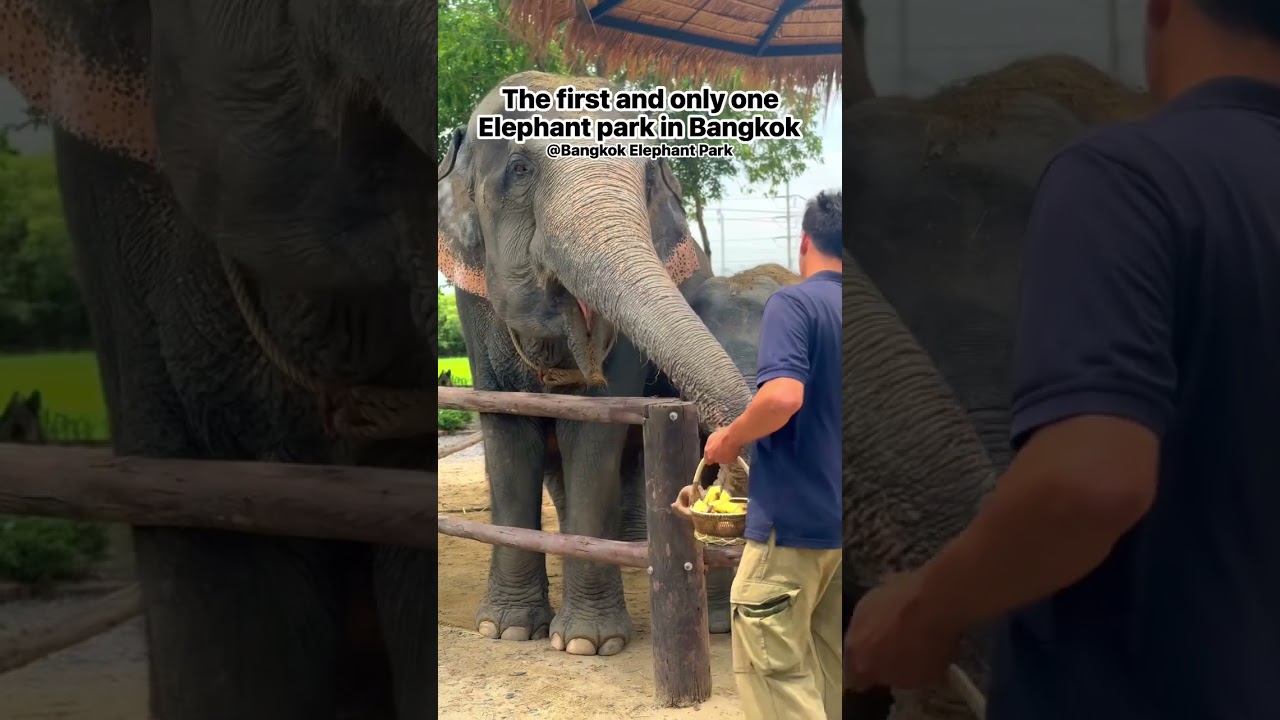 The first and only one elephant park in Bangkok at Bangkok Elephant Park