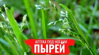 ПЫРЕЙ / Лечебные свва / Правила сбора / Аптека под ногами