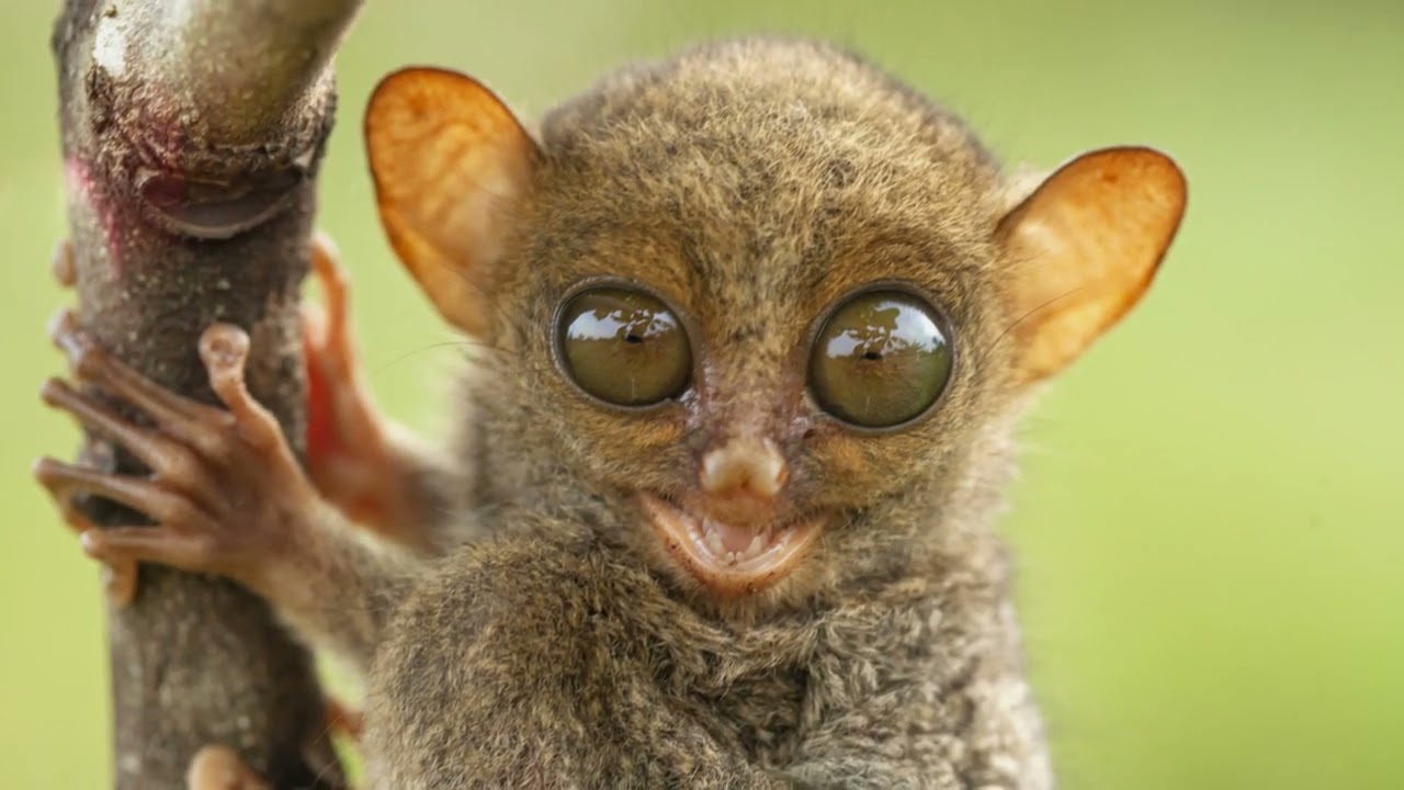 Discover Bohol: A Tropical Paradise Unveiled