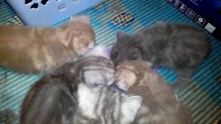 Котята под музыку Котята под музыку