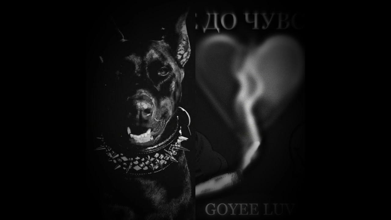 Голодная пасть песня. Голодная пасть песня. Оскал среднеазиатской овчарки. Самые смешные собаки. Обложка песни голодный пес.