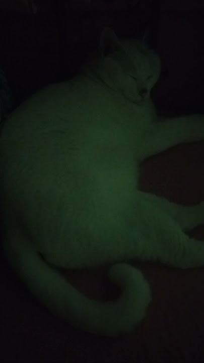 sleeping kiko 😻😻😻 #cat #adorably #cutecat #kitten #catvideos