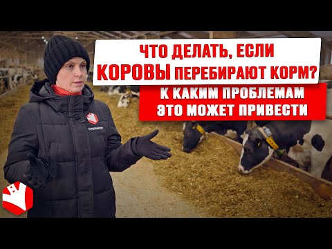 Что делать, если коровы перебирают корм? | Кормление коров | Животноводство