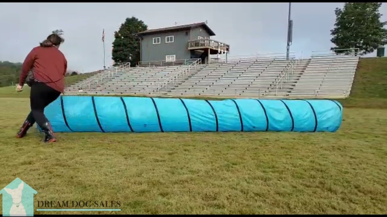 WOW! Early Development & Training W/Dream Dog "Charlie" 10 Wks Build A Buddy Candidate Love & Like