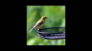 Hi Ya Bird Watcher #Nature #Birds