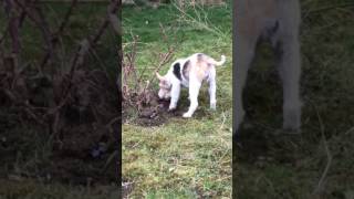 Fox Terrier hiding food