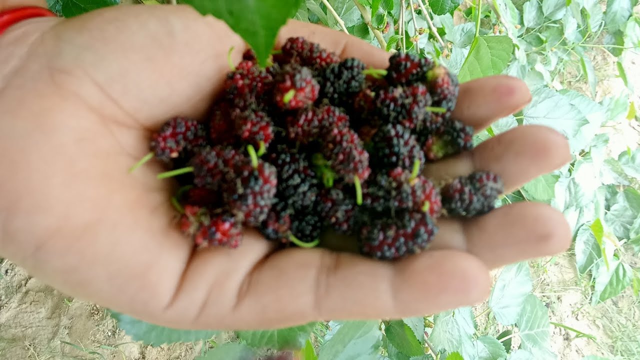 Ye konsa fruit hai🤤🤔??? YouTube