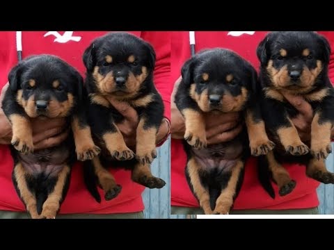 rottweiler,-golden-retriever,-labrador-puppies-for-sale