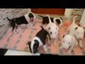 Dog training. Bull Terrier Puppies Дрессировка собак. Щенки бультерьера