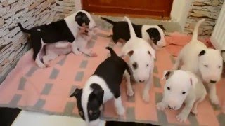 Dog training. Bull Terrier Puppies Дрессировка собак. Щенки бультерьера