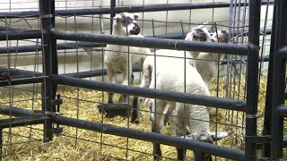 Raw video: New lambs at Pingree Farms Raw video: New lambs at Pingree Farms