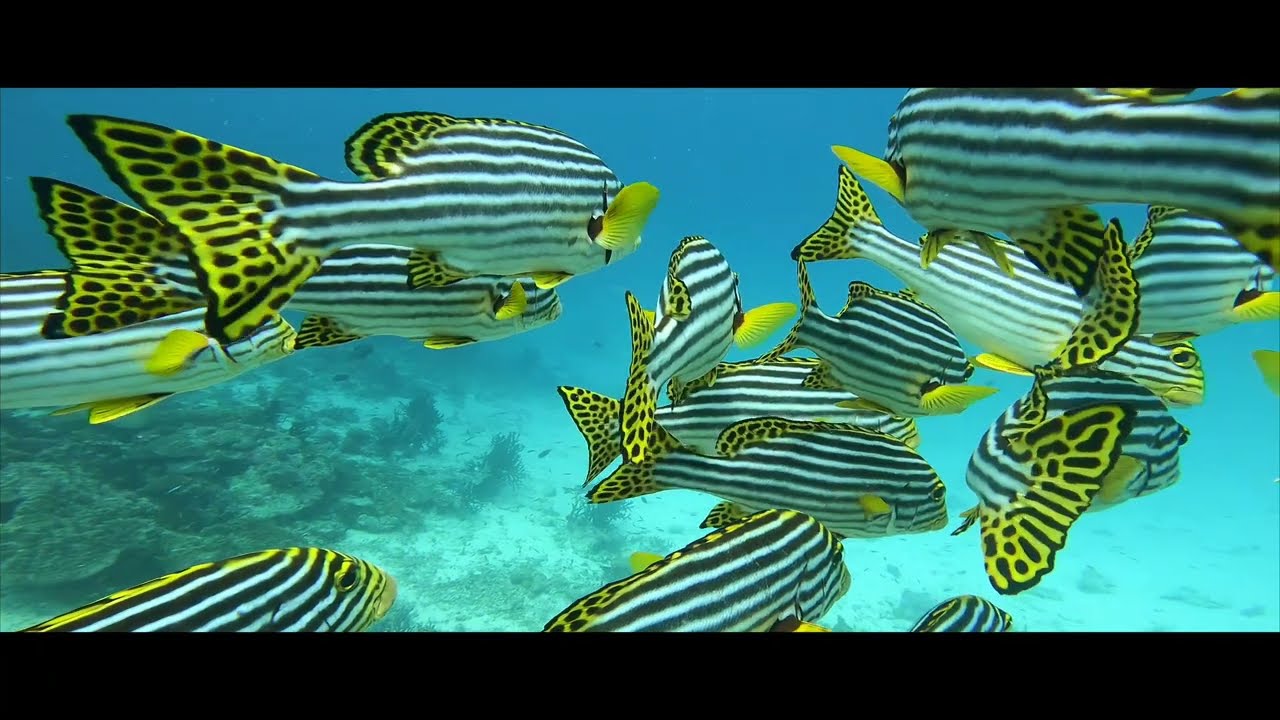 Kandolhu Maldives – videó