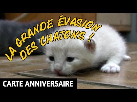 La Grande Evasion Des Chatons Joyeux Anniversaire Humour Carte Anniversaire Animee Youtube