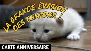 La Grande Evasion Des Chatons Joyeux Anniversaire Humour Carte Anniversaire Animee Youtube