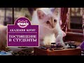 Посвящение в студенты Академии Котят