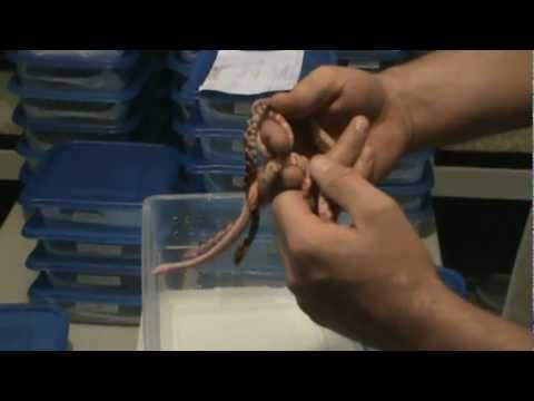 geckos food New Hatchling