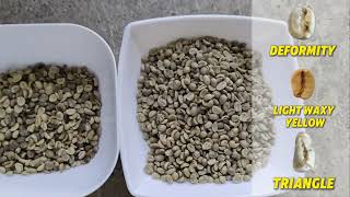 From Defects to Premium Beans | WESORT AI Coffee Sorting for Brazil