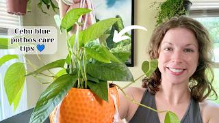 Cebu blue pothos | 7 tips for successful care! 💙