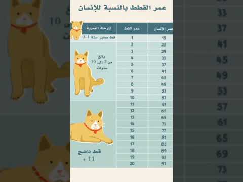 عمر القطط مقارنة بعمر الإنسان