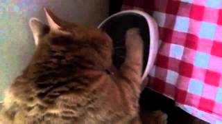 Кот пьет. Кот пьет.