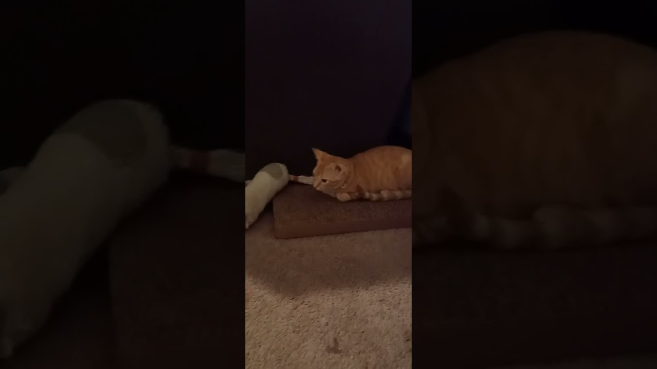 Michaels Kitty Corner! 💚 