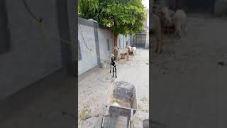 Angry Mad Goat Screaming