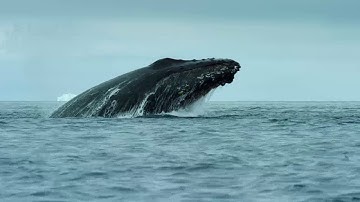 Our Planet - What is biodiversity?