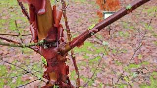 Acer griseum javor šedý