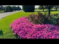 Petunia Varieties Care Explained Petunia Varieties Care Explained