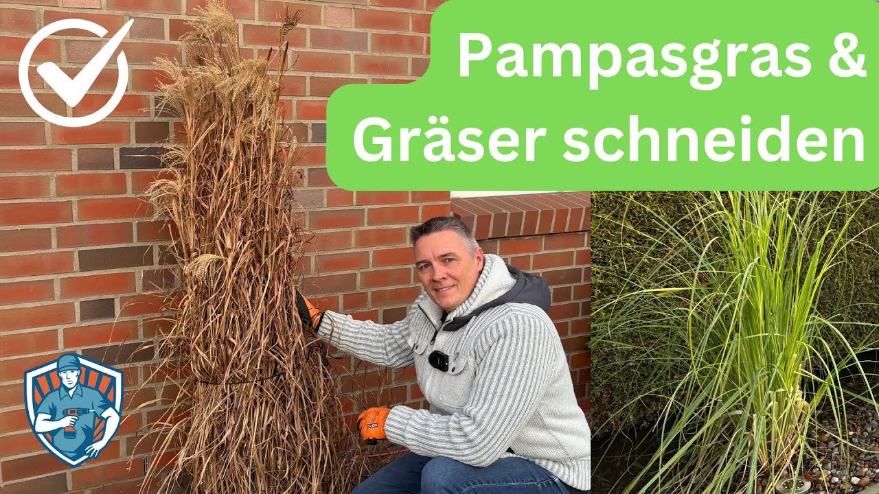 Pampasgras richtig schneiden: Einfache Anleitung für gesunde Gräserpflege!