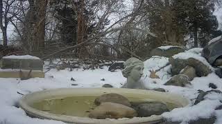 Ostdrossel bird bath #birds #wildlife  #Ostdrossel