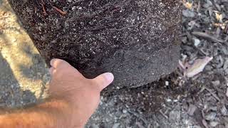 Planting a root bound Jan Boyce avocado tree in the ground. Raised bed planting