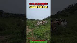 🌿🔥VENDE FAZENDA 8 ALQUEIRES DE BAIXADA PRA CAFÉ CONILON 23 KM TEÓFILO OTONI-MG AS MARGENS DA BR 116
