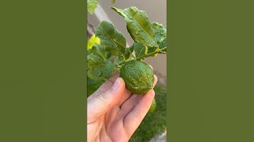 So many lemons 🍋! From 2 to 20 in one year! #lemontree #gardening