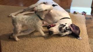 Great Dane tolerates mini Schnauzer like a gentle giant